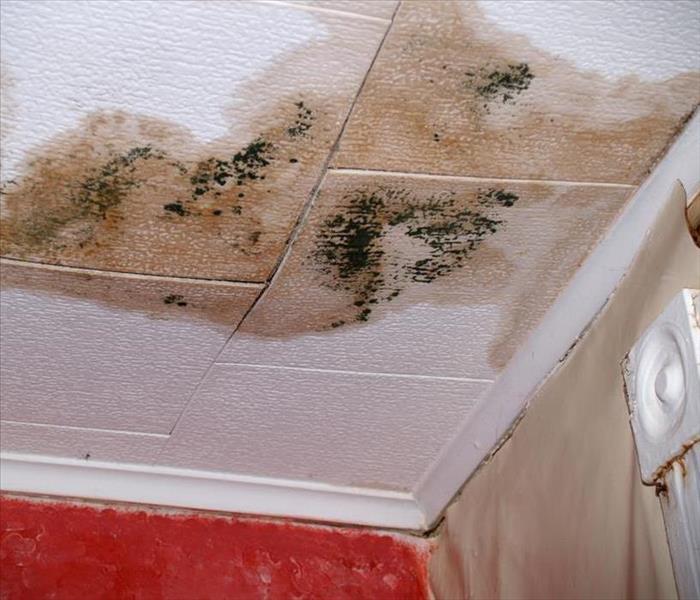 Water damage on ceiling tile and mold growth